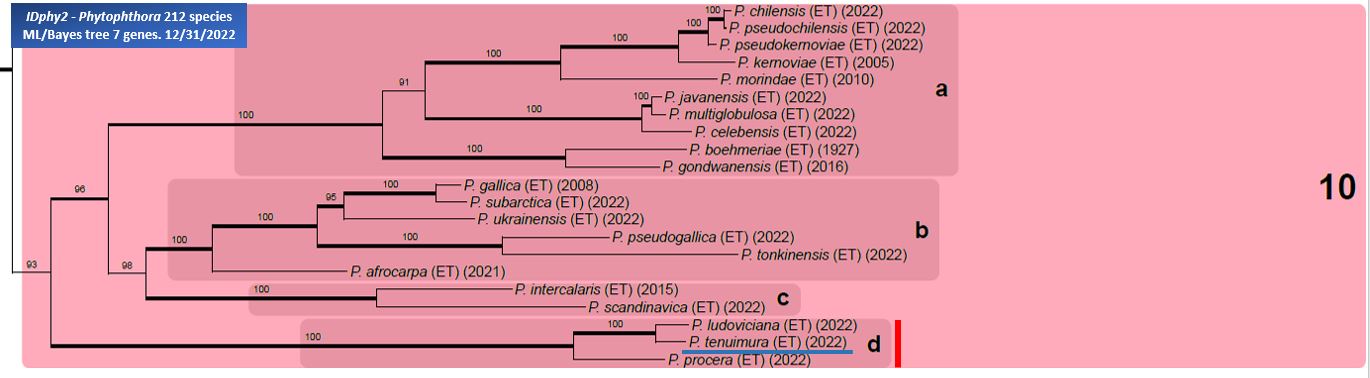    Phytophthora  spp. in subclade 10d:  portion of the seven-loci ML phylogeny featuring the type cultures of 212 described species (by T. Bourret). Notice the position of   P. tenuimura  Ex-type CBS 149227 . Gloria Abad, USDA Samp;T.
